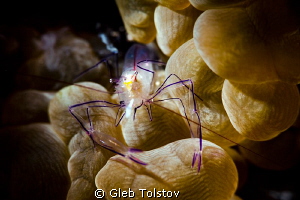 Bubble coral shrimp by Gleb Tolstov 